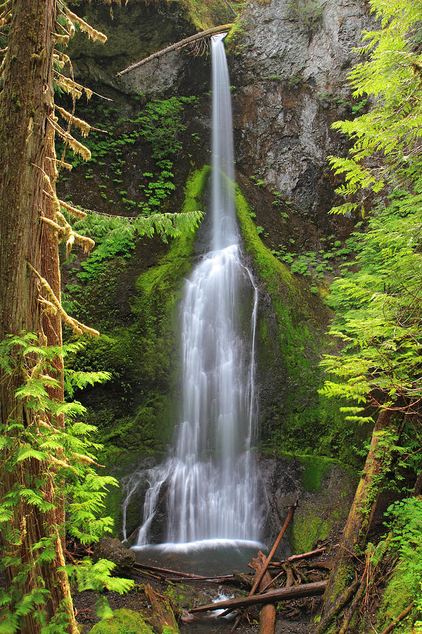 Nature Photograph - Marymere falls in Olympic National park by Pierre Leclerc Photography