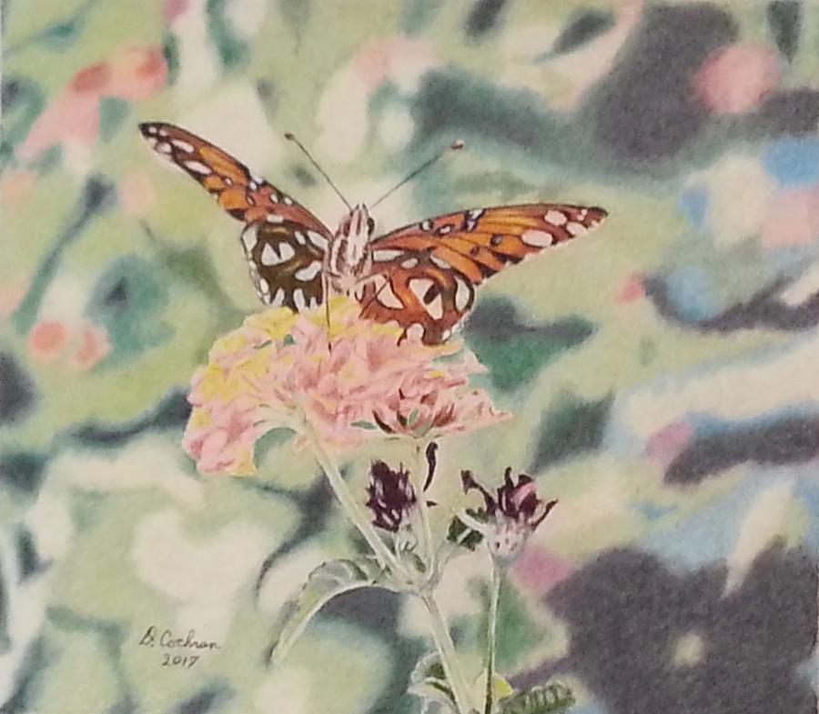 Butterfly Drawing - Marys Garden by David Cochran