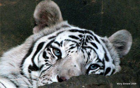 Mary's White Tiger Photograph By Mary Siniard - Fine Art America