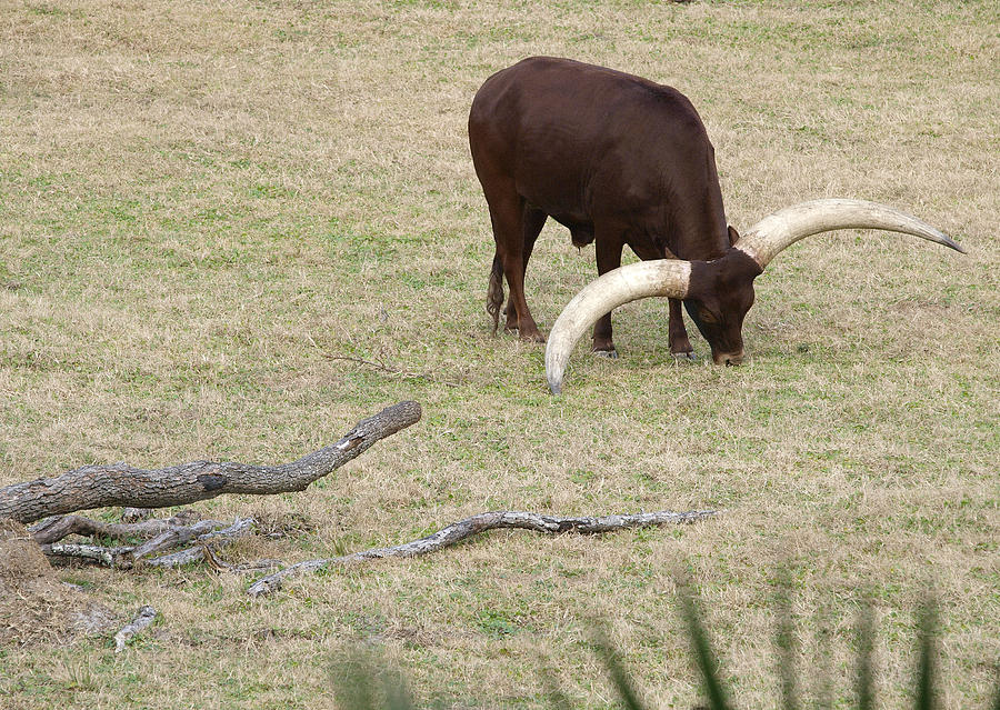 Masai Cattle Photograph by Harold Piskiel