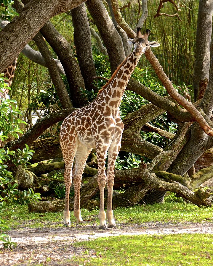 Masai Giraffe Photograph by Carol Bradley