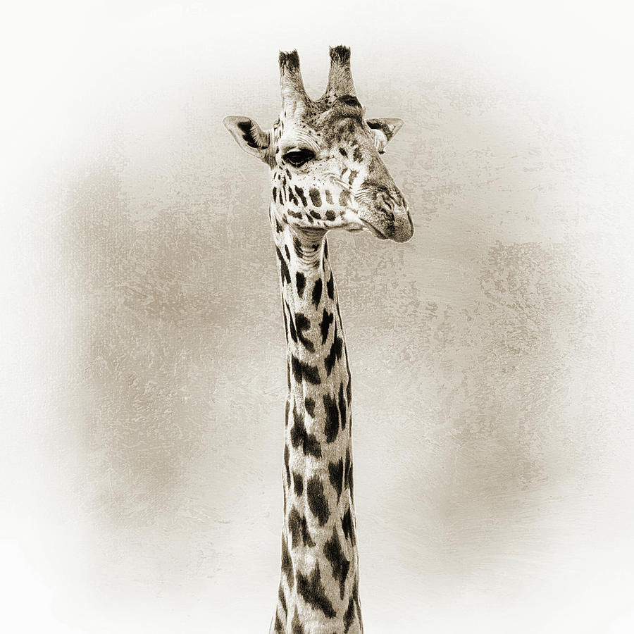 Masai Giraffe Closeup Square Sepia Photograph by Good Focused Masai Giraffe Closeup Square Sepia Photograph by Good Focused