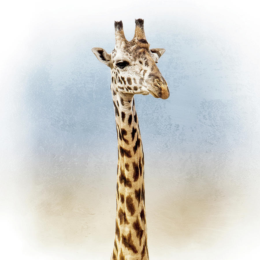 Masai Giraffe Closeup Square Photograph by Good Focused