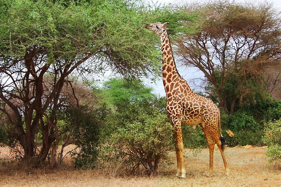 Masai Giraffe Photograph by Ellen Henneke