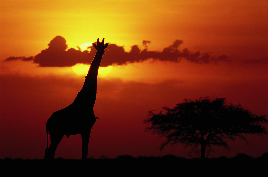 Masai Giraffe Giraffa Camelopardalis Photograph by Gerry Ellis