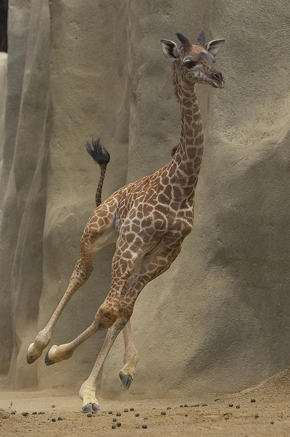 Masai Giraffe Giraffa Camelopardalis Photograph by San Diego Zoo