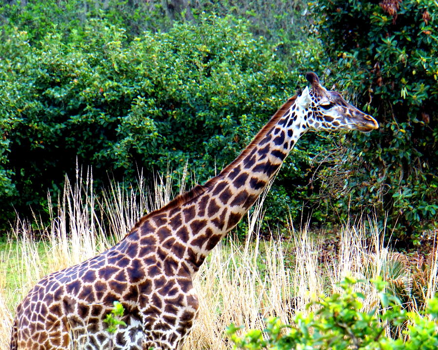 Masai Giraffe Photograph by Katy Hawk