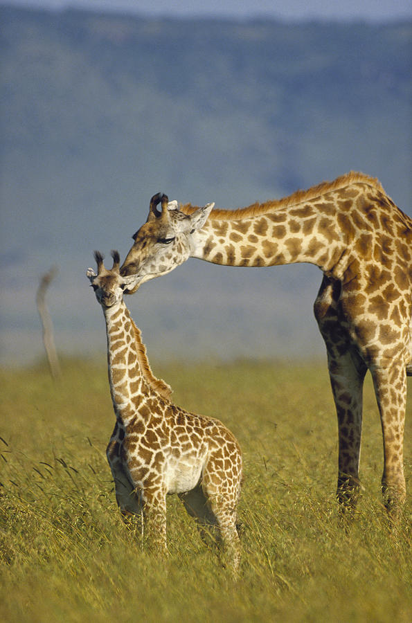 Masai Giraffe Mother And Young Kenya Photograph by Tim Fitzharris