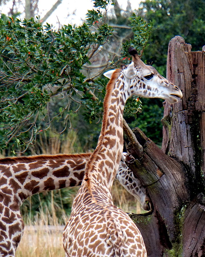 Masai Giraffes Photograph by Katy Hawk