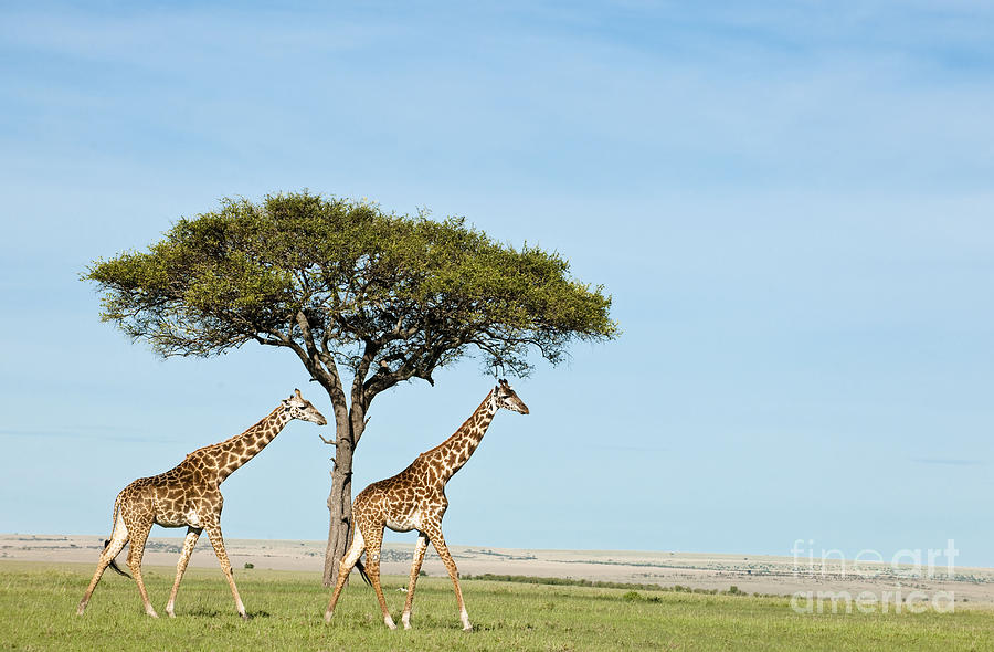 Masai Giraffes Photograph by Monika Bhm