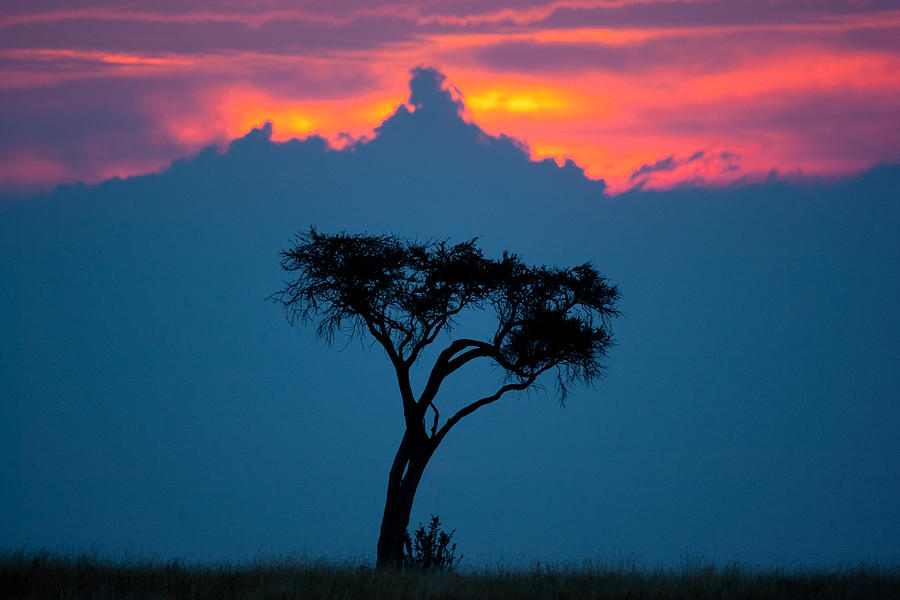 Tree Photograph - Masai Mara acacia by Paco Feria