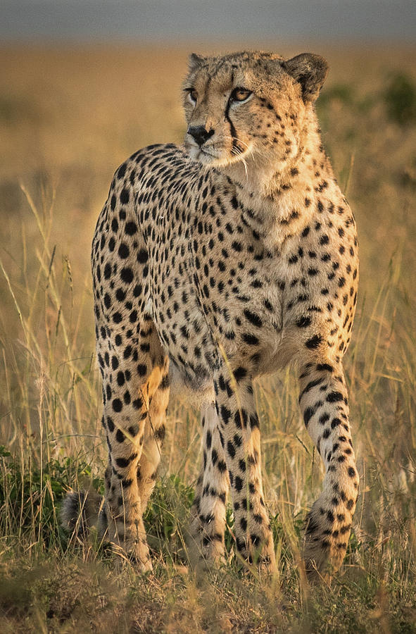 Masai Mara Cheetah 1 Photograph by Helen Beech