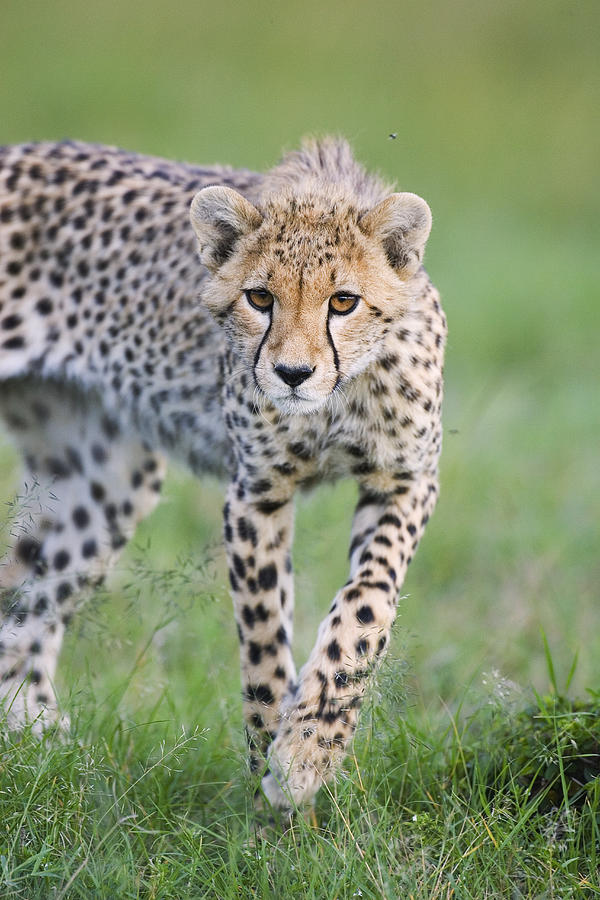 Masai Mara Cheetah Cub Photograph by Suzi Eszterhas