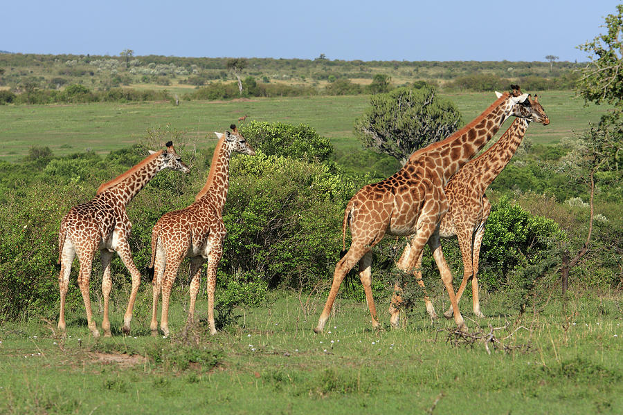 Wildlife Photograph - Masai Mara Giraffe Family   by Aidan Moran