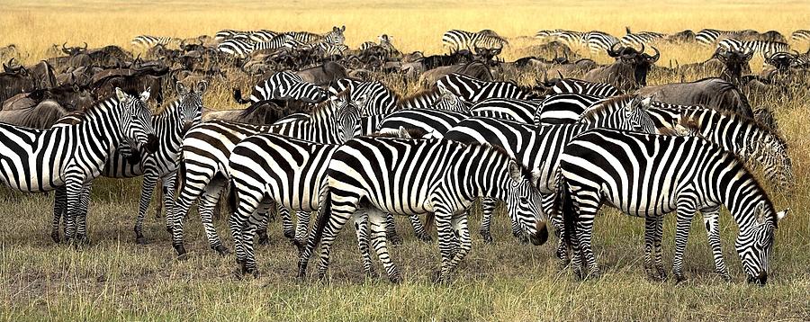 Animal Photograph - Masai Mara, Kenya Herd Of Burchells by Chris Upton