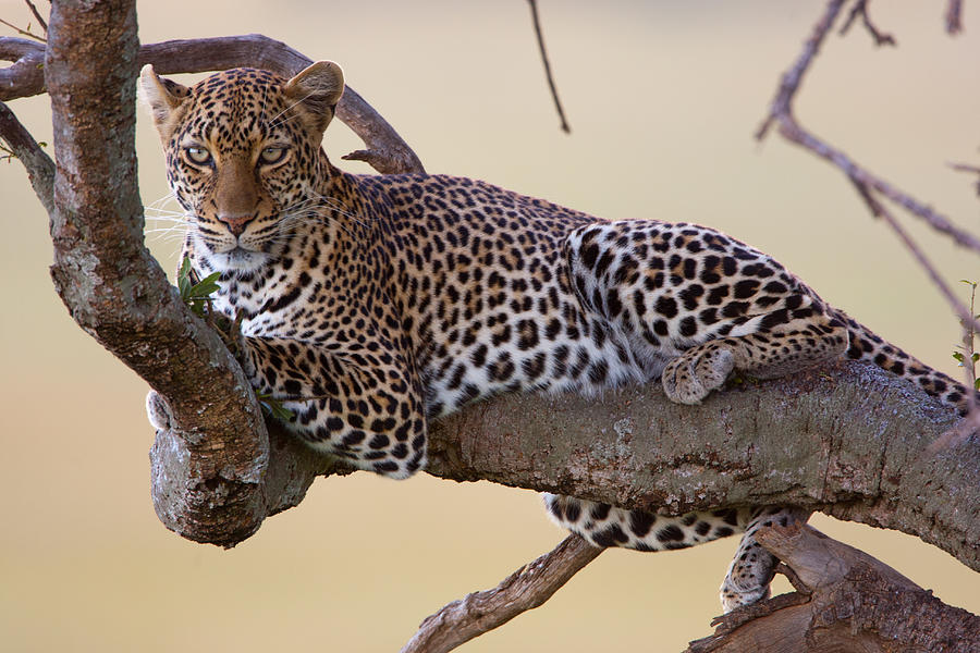 Masai Mara leopard Photograph by Paco Feria - Fine Art America