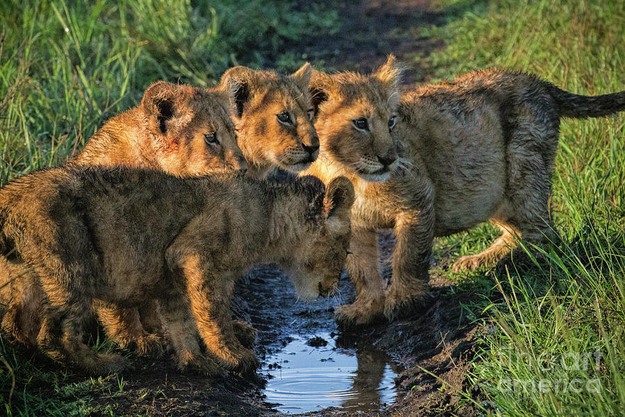 Masai Mara Lion Cubs Photograph by Karen Lewis