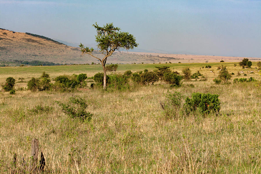 Masai Mara National Park, Kenya, East Africa Photograph by Aidan Moran