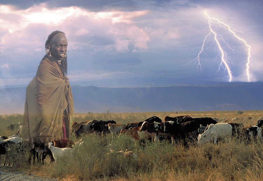 Cow Photograph - Masaii Cattle by Don Schimmel