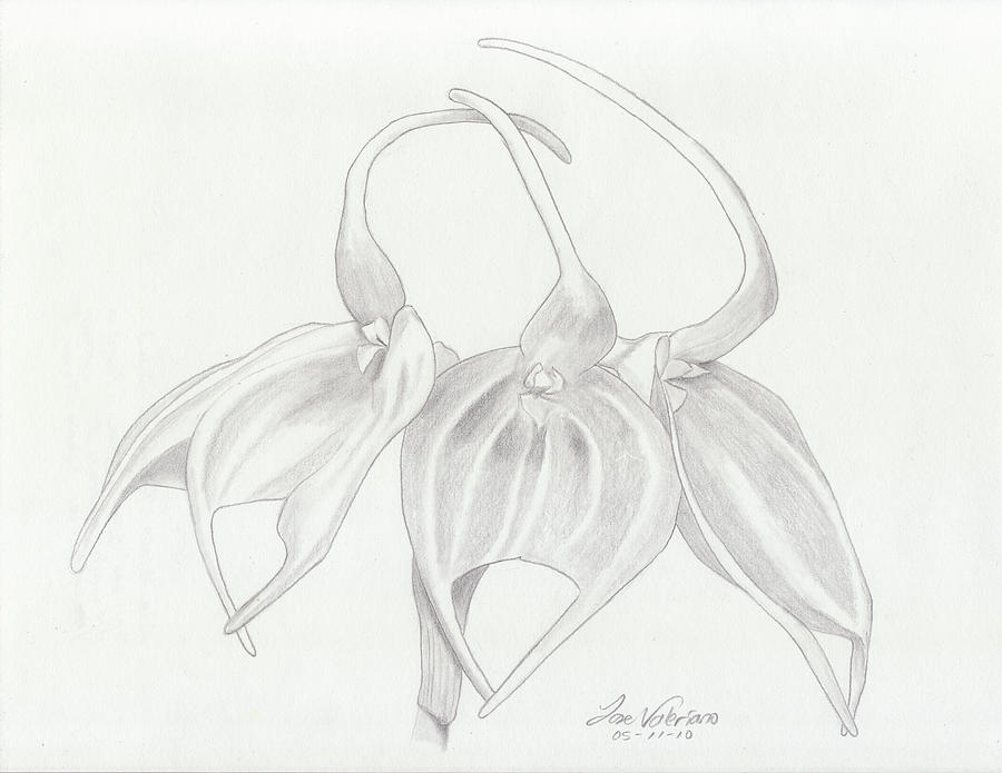 Masdevalia Tovarensis Orchid Drawing by Martin Valeriano