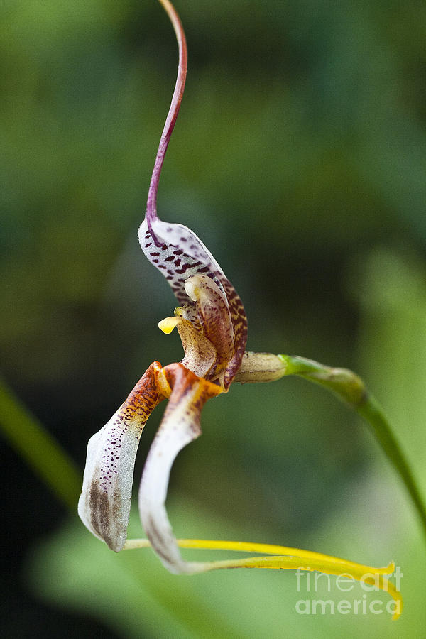 Masdevallia hortensiae orchid Photograph by Heiko Koehrer-Wagner