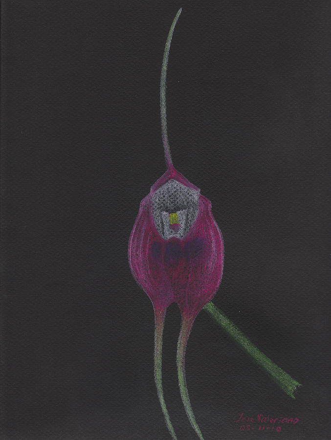 Orchid Pastel - Masdevallia Infracta Orchid by Martin Valeriano
