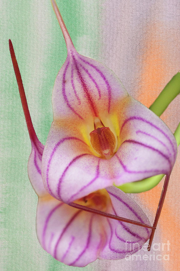 Masdevallia Orchid Pink Stripes Photograph by Heiko Koehrer-Wagner
