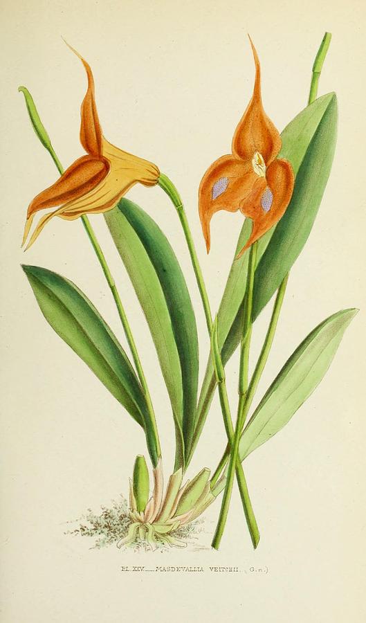 Masdevallia Veitchii Painting by Philip Ralley - Fine Art America