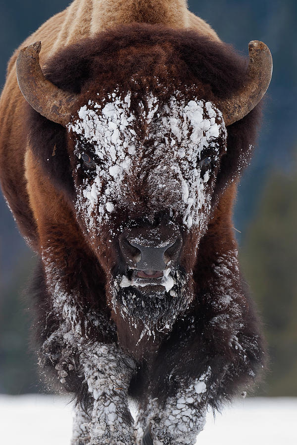 Masked Bison II Photograph by Mark Miller