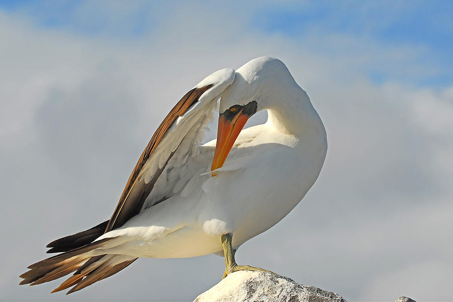 Masked Booby Photograph - Masked Booby by Alan Lenk