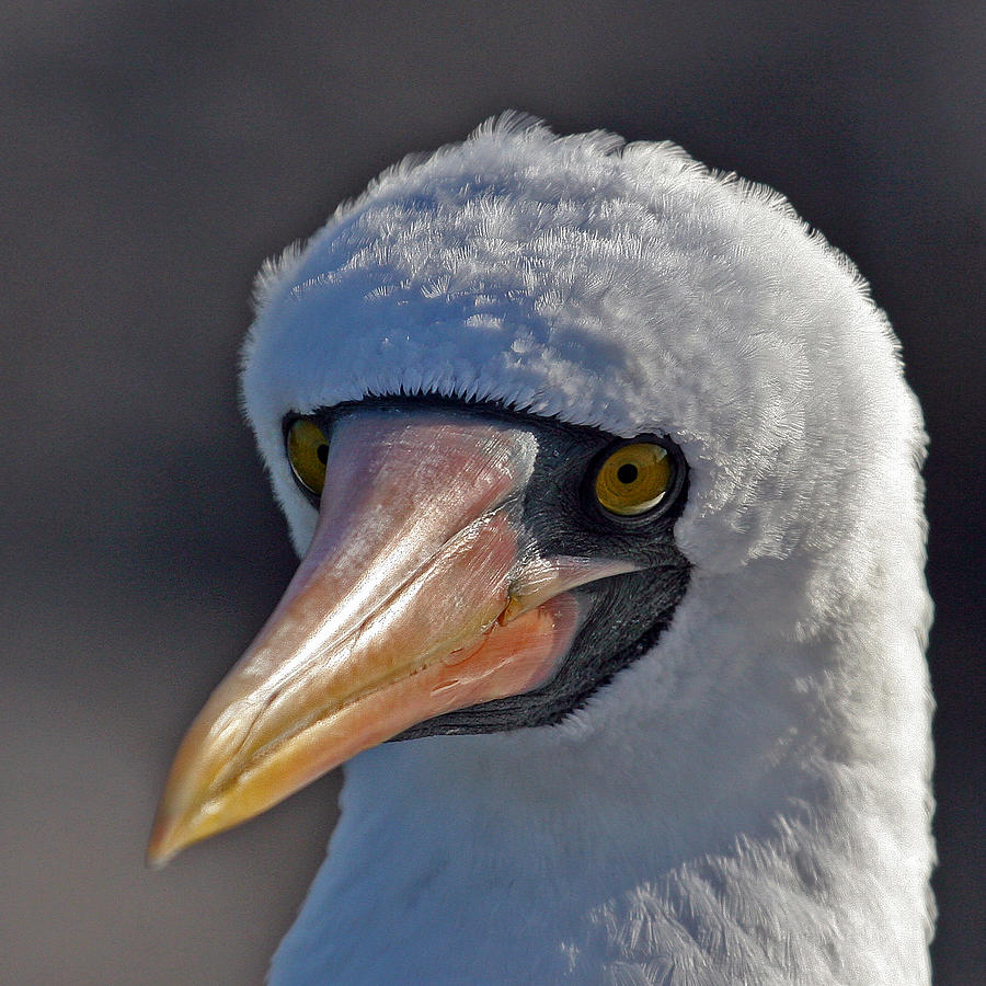 Masked Booby Photograph by Larry Linton