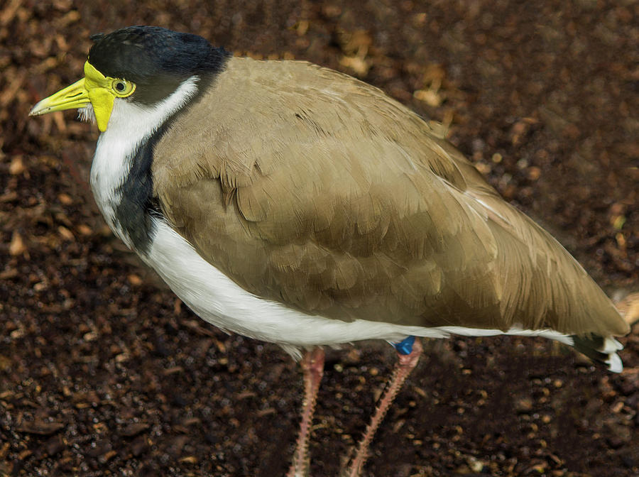 Masked Lapwing 2 Photograph by Tania Read