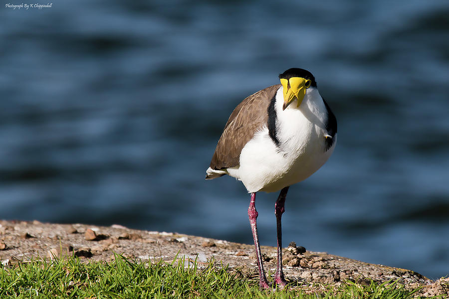 Masked Lapwing Bird 01 Digital Art by Kevin Chippindall