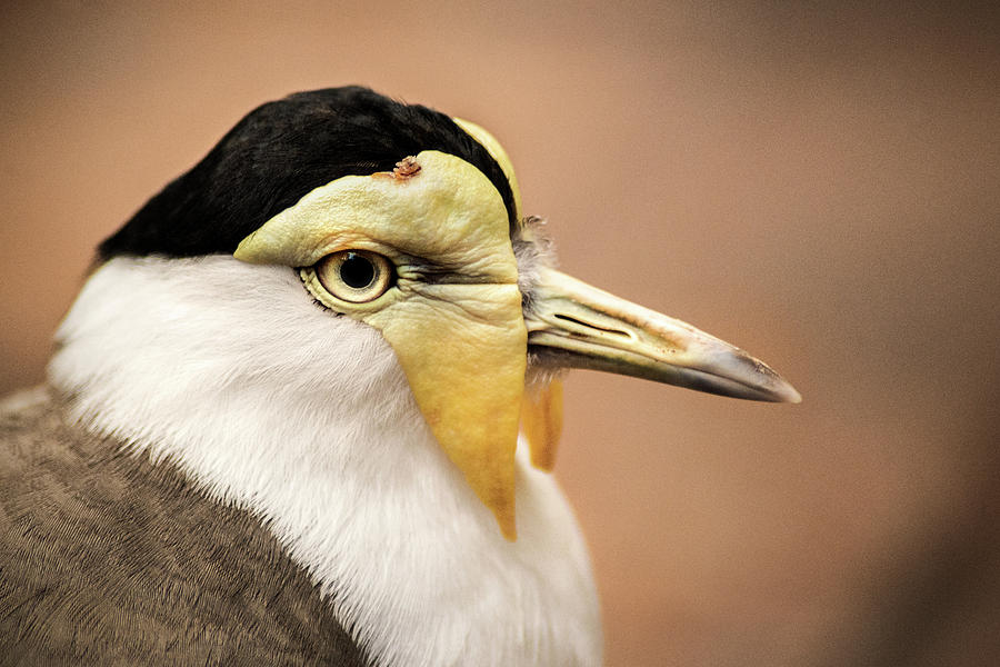 Masked Lapwing Photograph by Don Johnson
