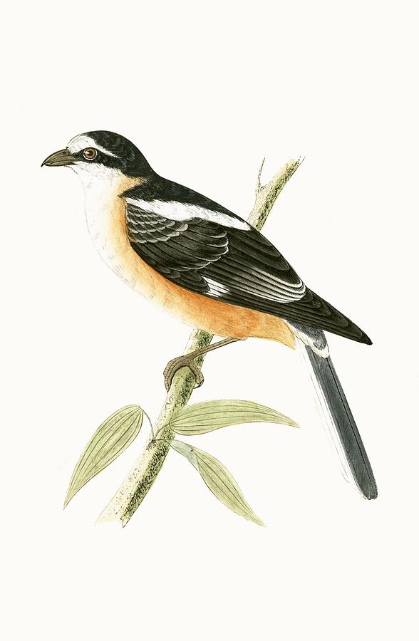 Bird Painting - Masked Shrike by English School Bird Painting - Masked Shrike by English School