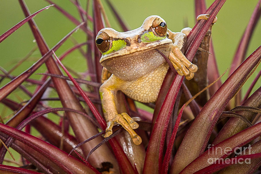 Nature Photograph - Masked Tree Frog by Todd Bielby