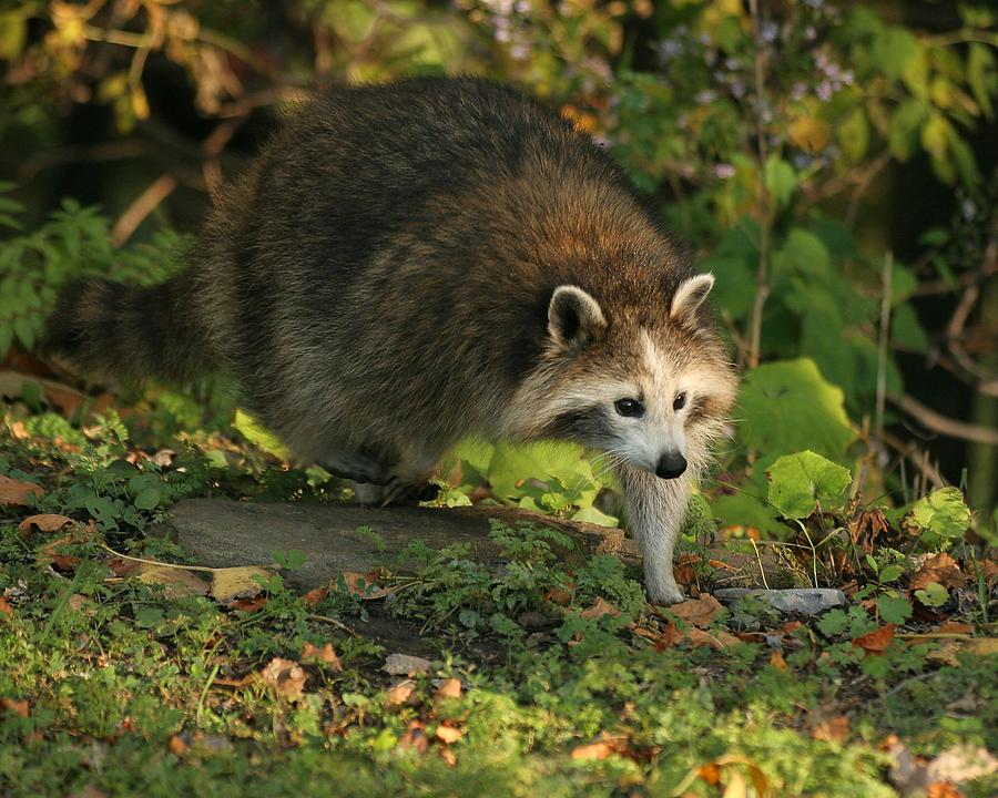 Maskless Raccoon Photograph by Doris Potter