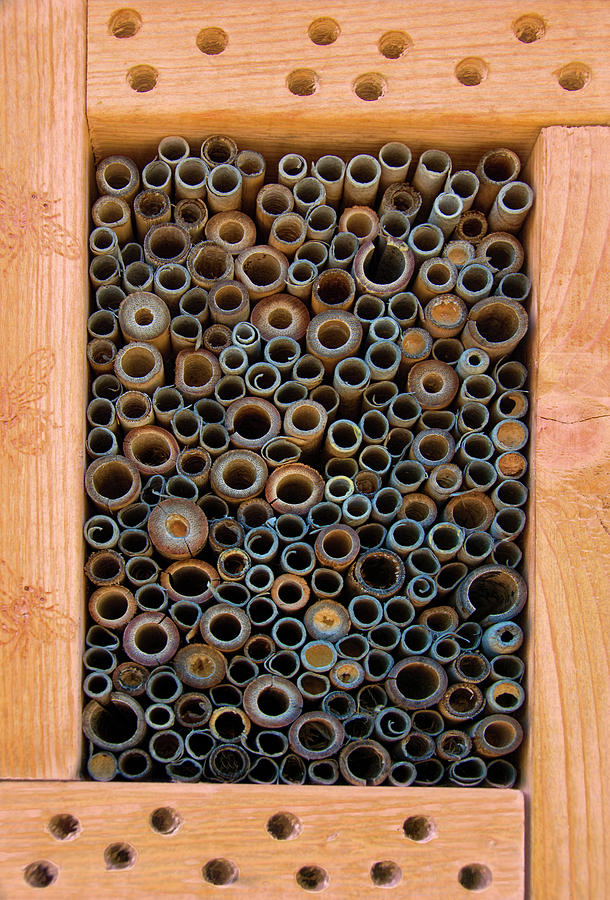 Mason Bee House Photograph by Mitch Spence