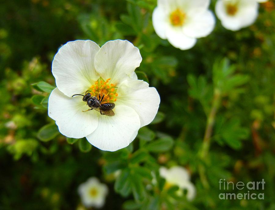 Massachusetts Carpenter Bee Photograph by KD Johnson