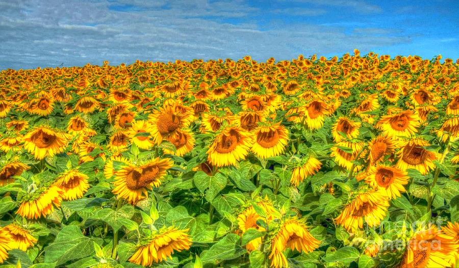 Massachusetts Sunflower Field Photograph by Steve Brown