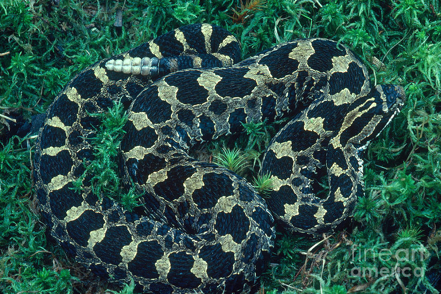 Massasauga Rattlesnake Photograph by Gary Meszaros