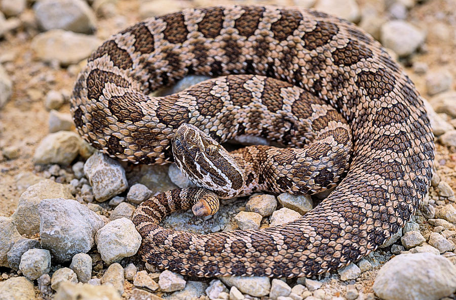 Massasauga Rattlesnake Photograph by JC Findley