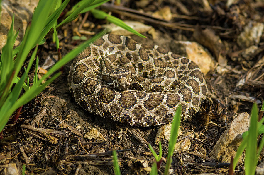 Massasauga Rattlesnake Photograph by Jeff Phillippi