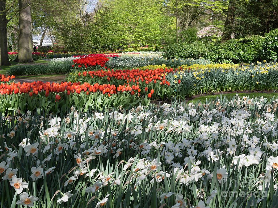 Massed plantings of tulips and daffodils at Keukenhof Gardens Photograph by Louise Heusinkveld