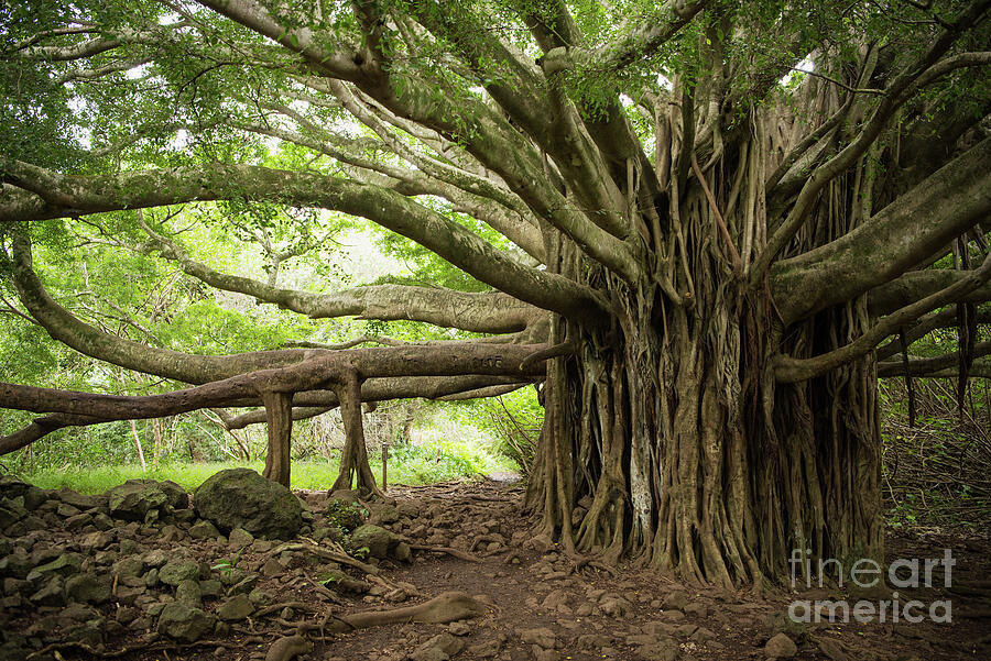 Massive Banyan Tree on Maui Island, Hawaii Photograph by Ralf Broskvar ...