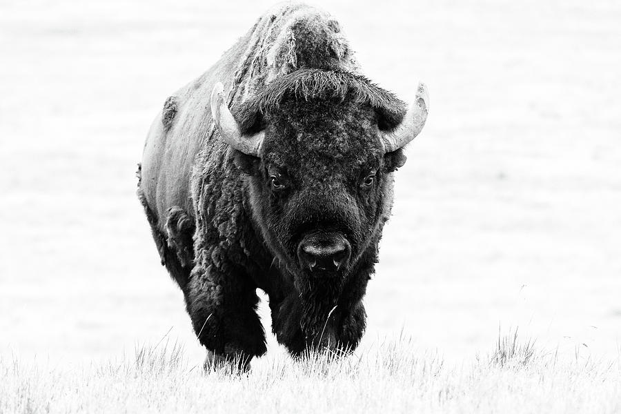 Massive Bison Bull in Black and White Photograph by Tony Hake