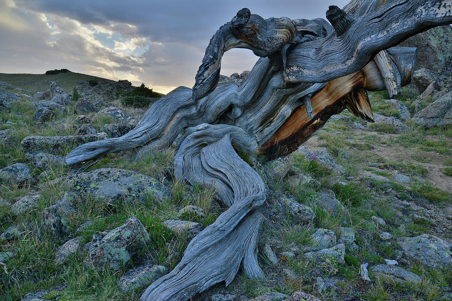 Massive Bristlecone Pine at Sunset on Mt. Goliath Photograph by Ray Mathis