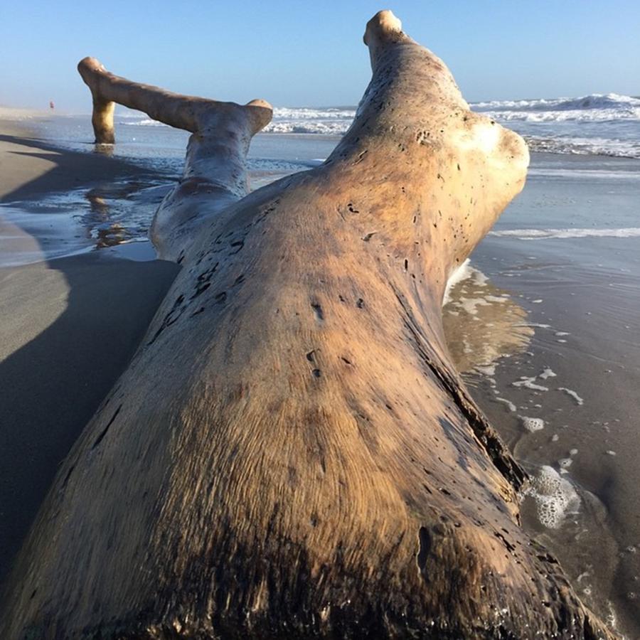 Massive Drift Wood Washed Up On Photograph by Bryson Haley