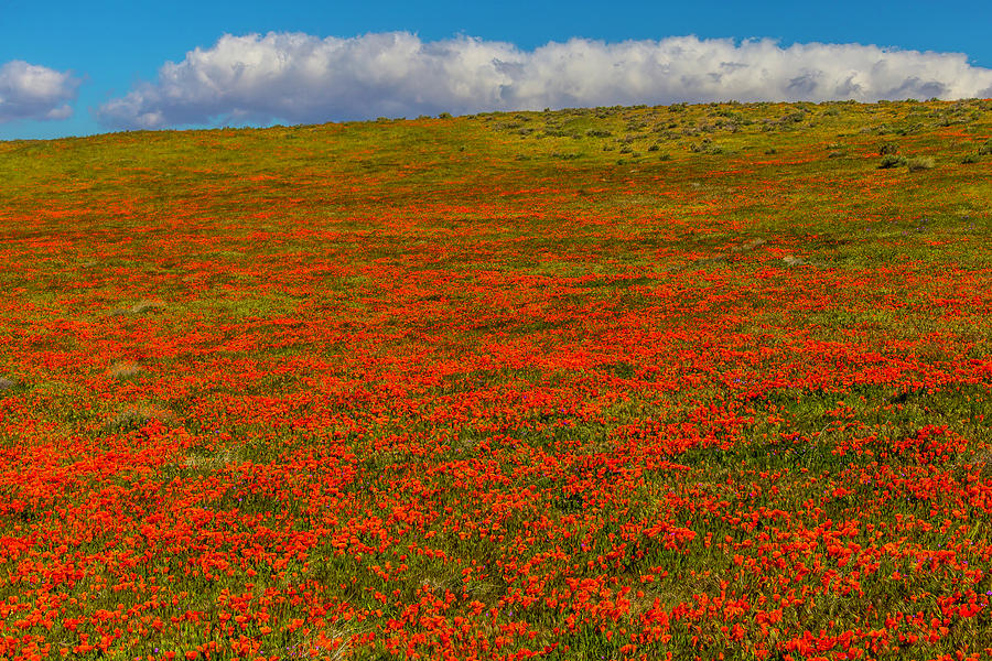 Massive Poppy Field Photograph by Garry Gay