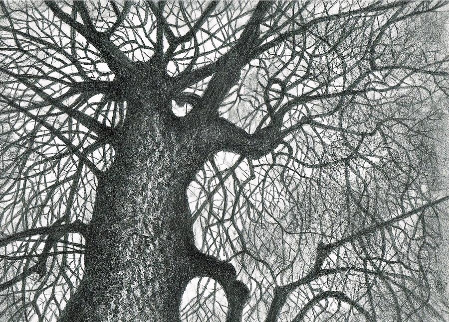 Tree Drawing - Massive Tree by Janremi B